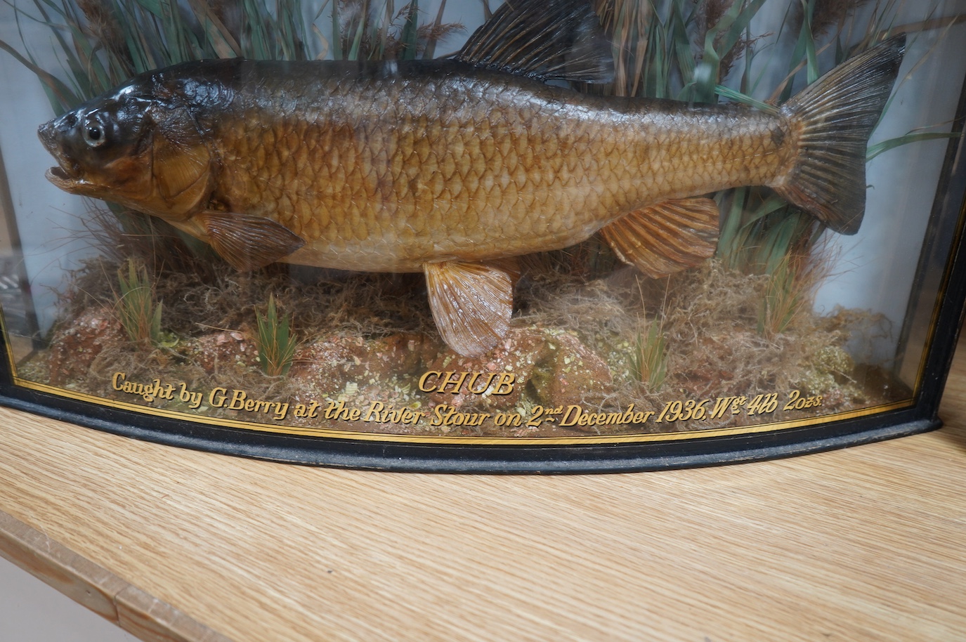 J. Cooper & Sons taxidermy chub, in a bow fronted case, with gilt painted description reading; ‘CHUB caught by G. Berry at the River Stour on 2nd December 1936 Wgt. 4lb 2ozs.’ 34cm high, 63cm wide. Condition - good.